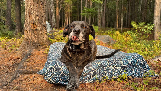 a black dog on a dog bed outside
