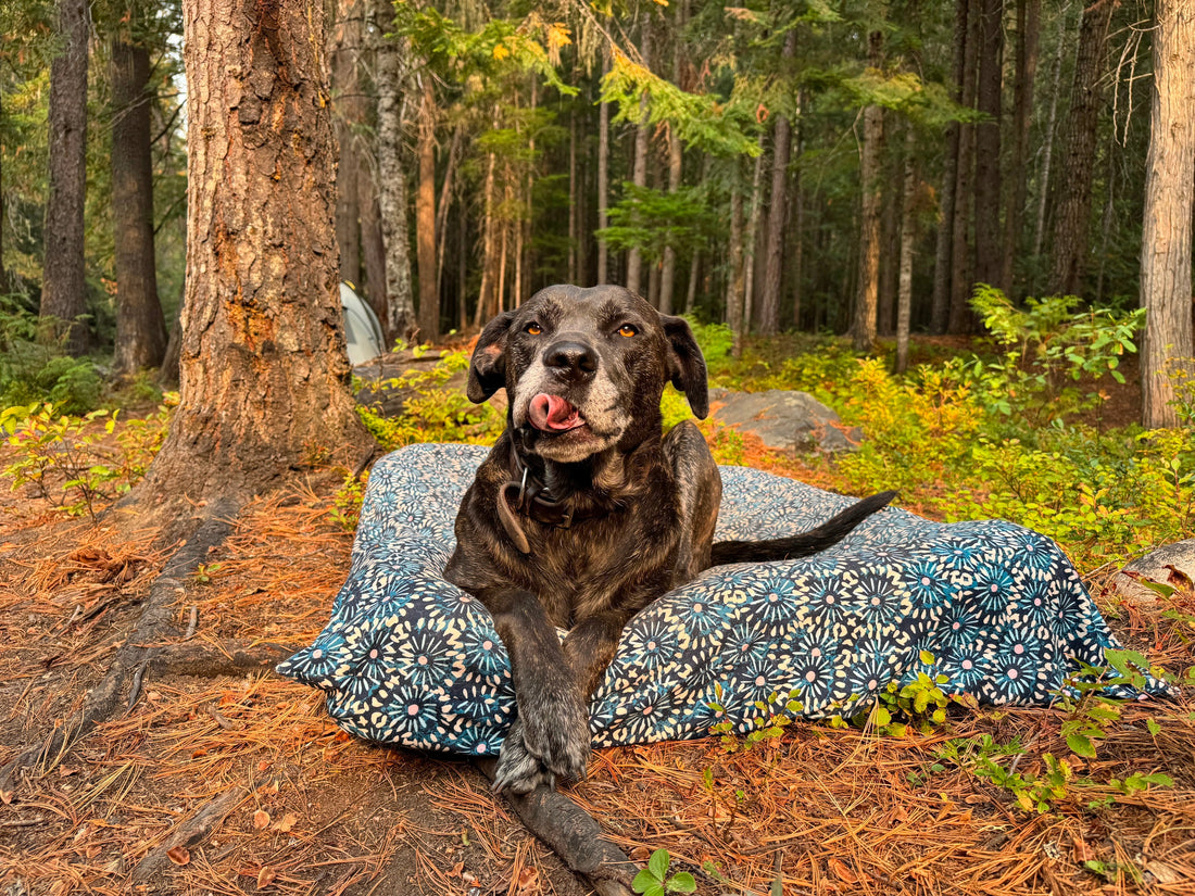 Welcome to Lazy Pup Co: A Fresh Take on Dog Beds (That Doesn't Stink)
