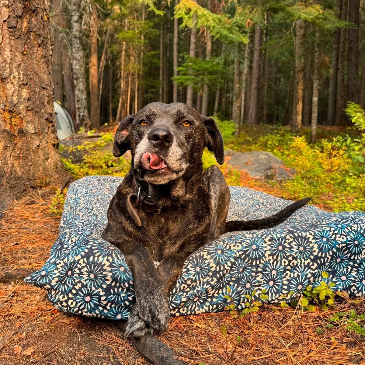 dog-bed-cover-camping