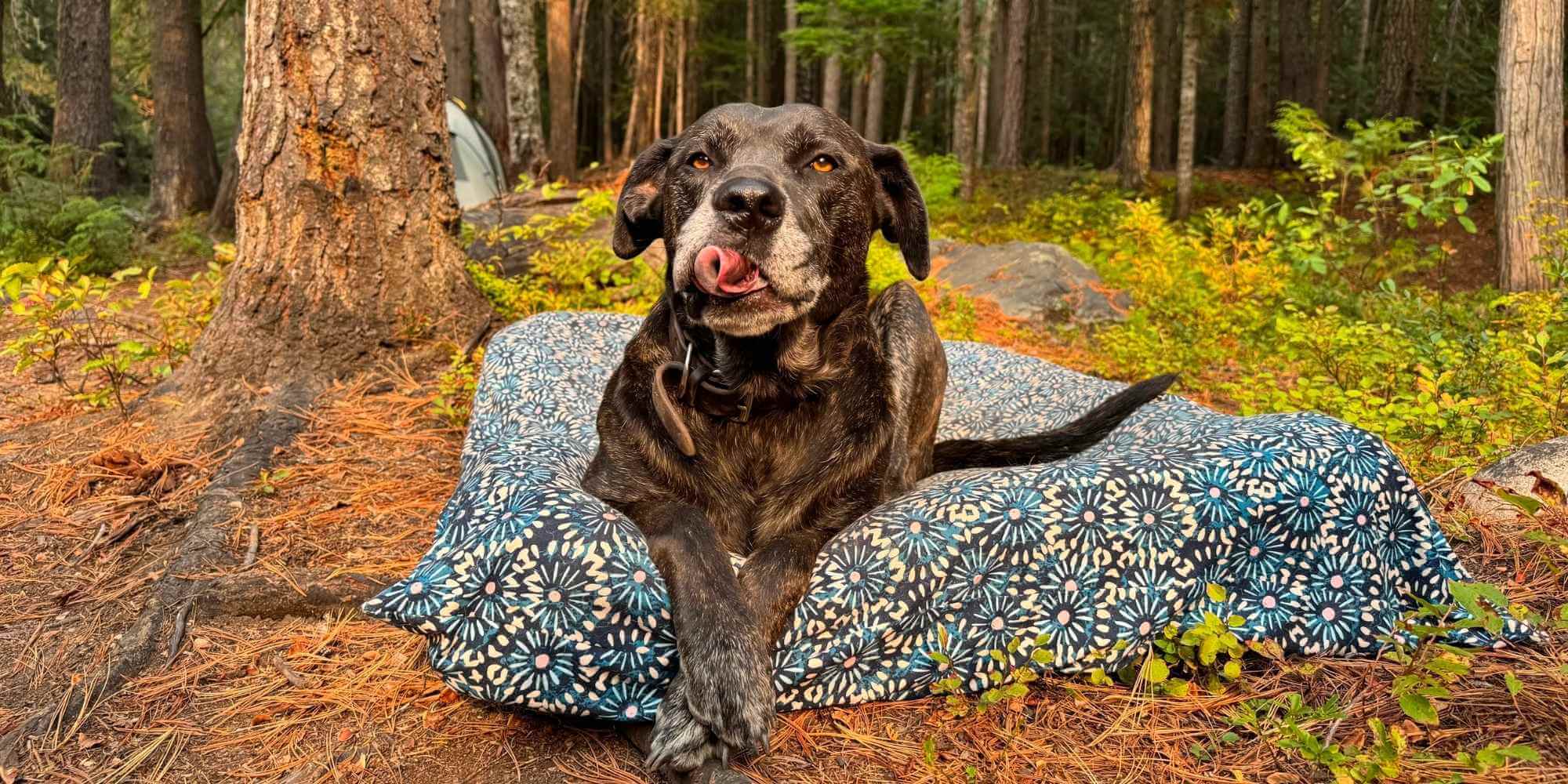 dog lying on dog bed cover in woods while camping