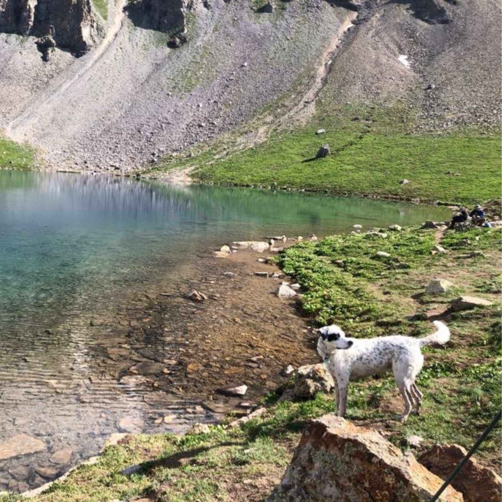 dog swimming at mountain lake