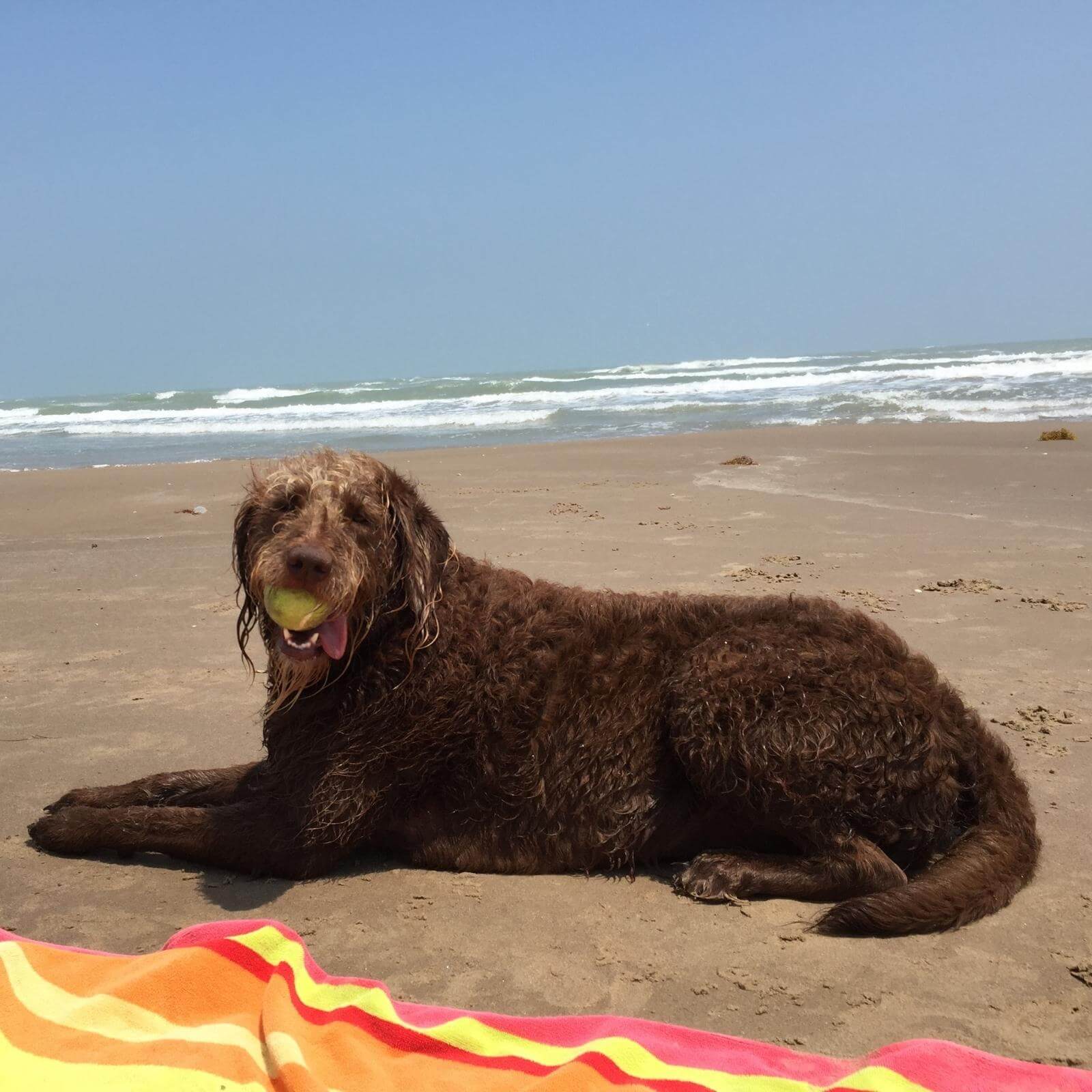 wet dog on beach playing fetch with ball