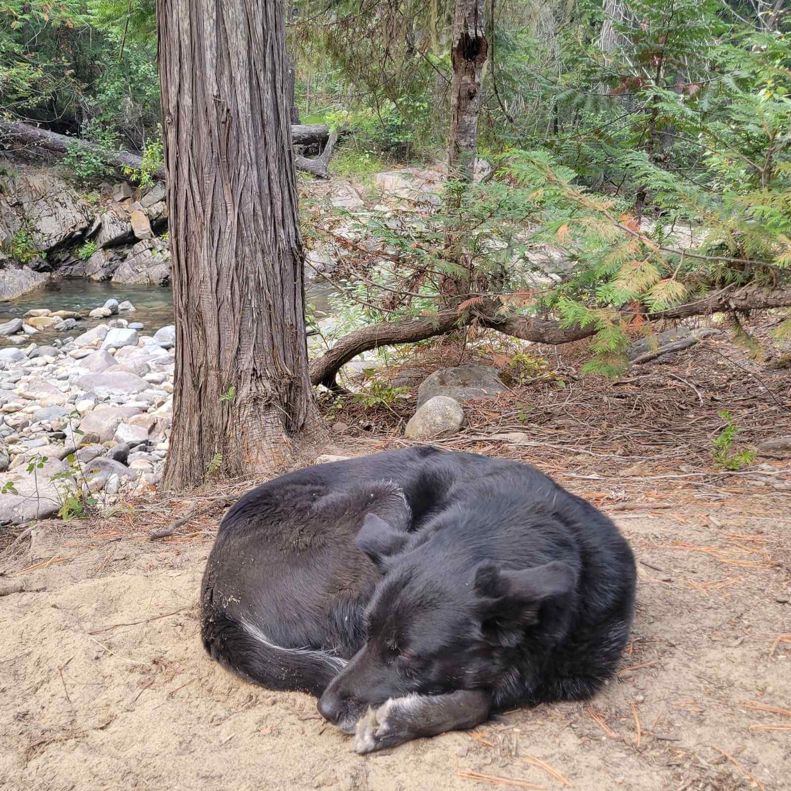 dog sleeping in dirt