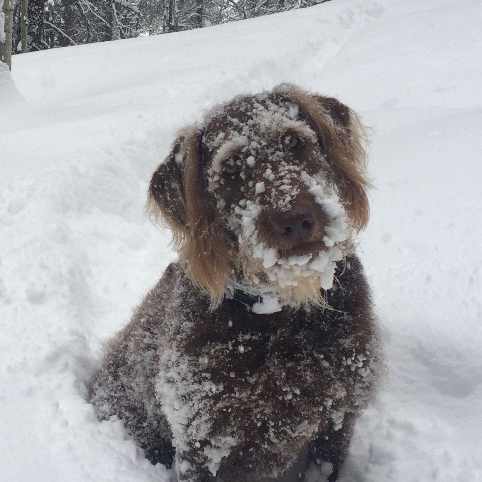 dog in snow with snowy face
