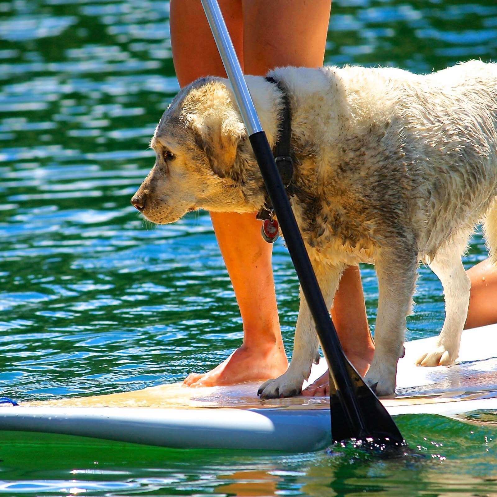 dirty dog on paddleboard at lake