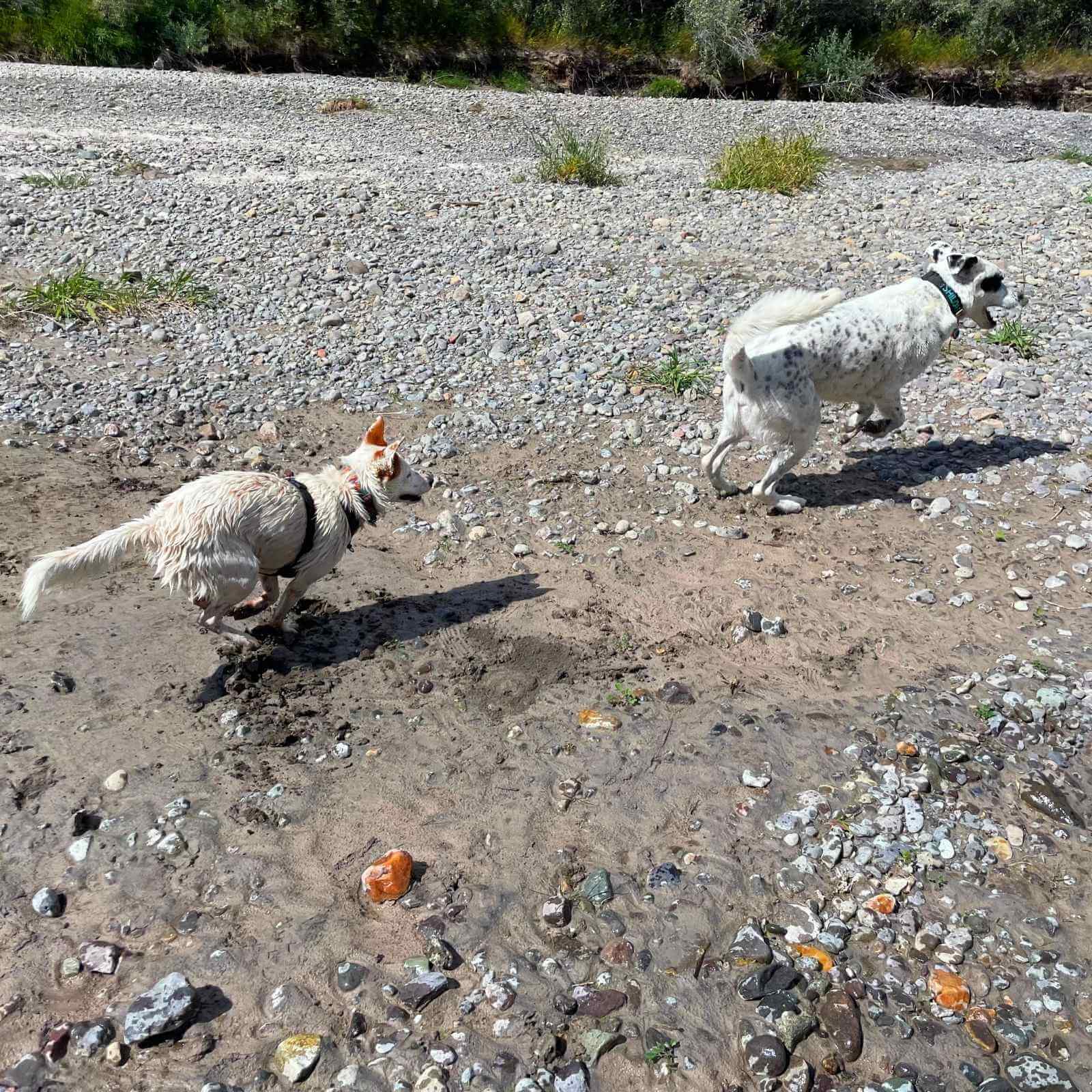 wet dogs chasing playing at beach