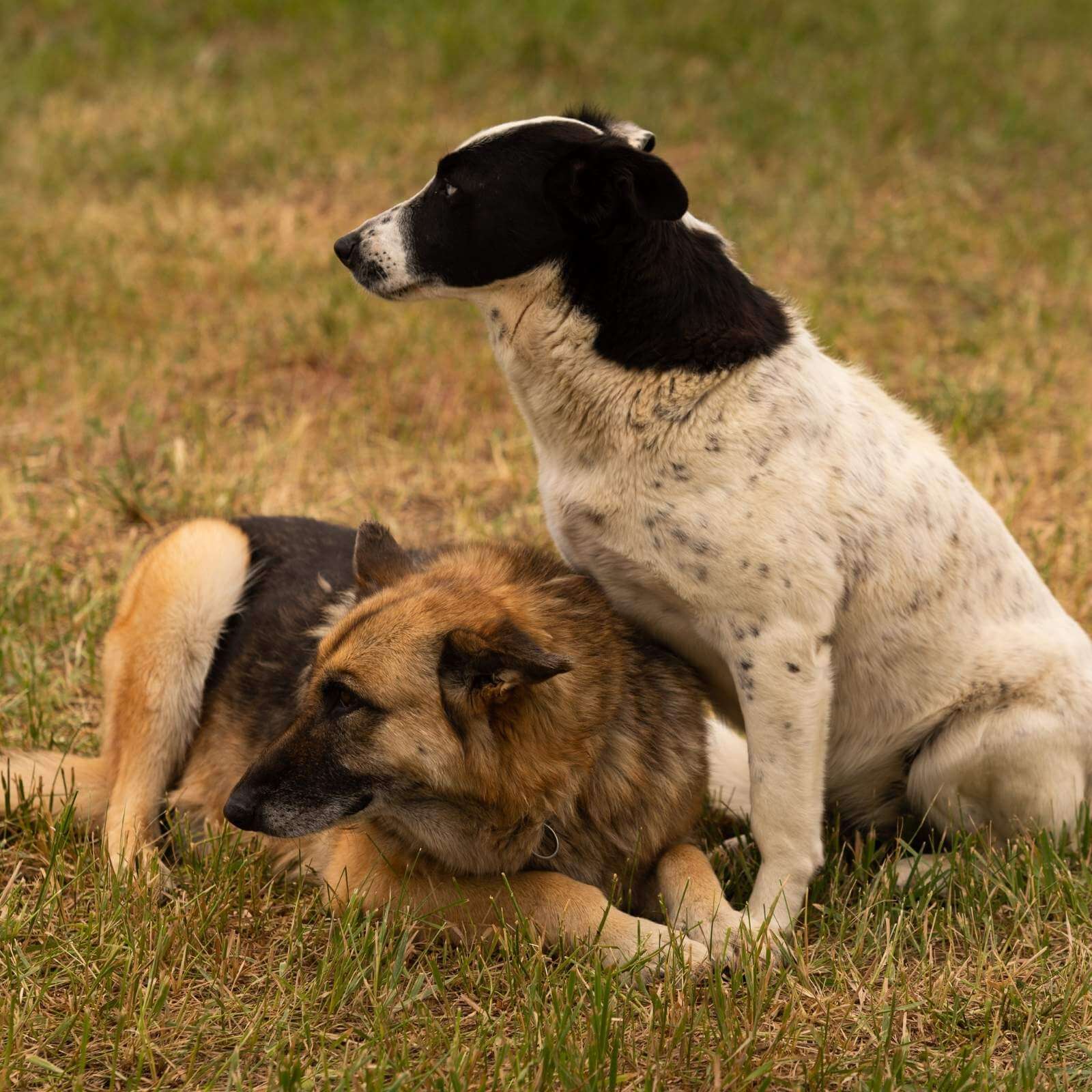 farm dogs in field