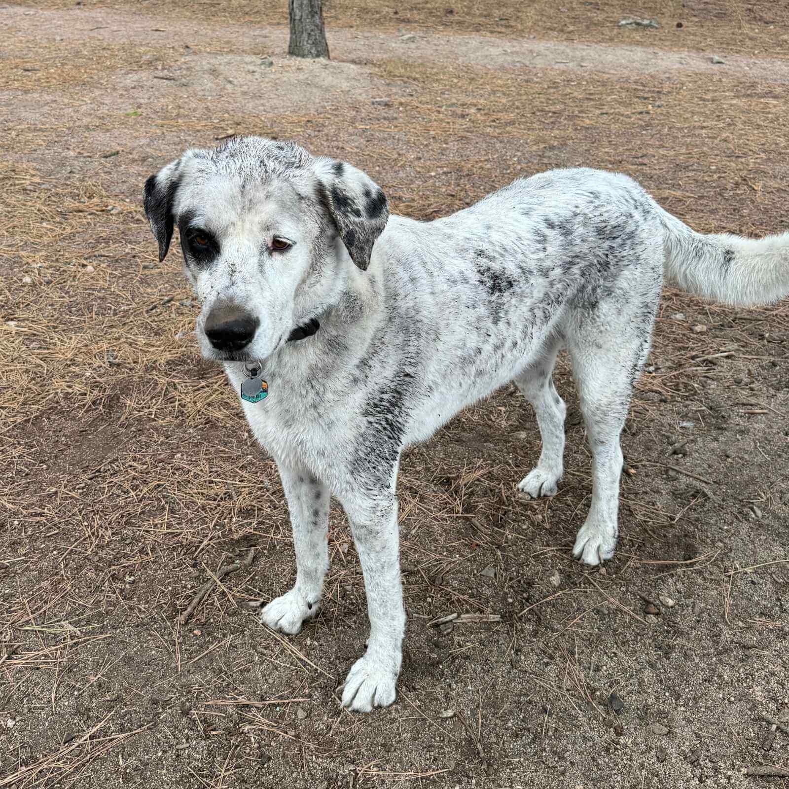dirty dog with white fur at beach